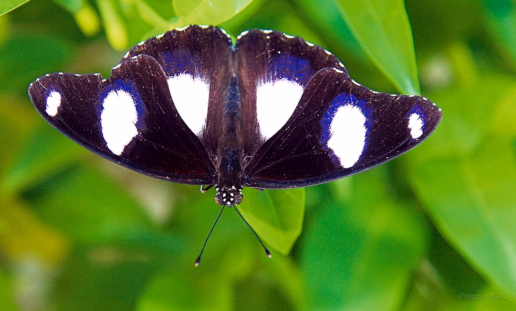 077 - Papillon bleu.jpg